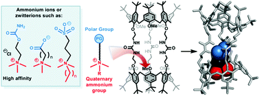 Graphical abstract: Selective recognition of quaternary ammonium ions and zwitterions by using a biomimetic bis-calix[6]arene-based receptor