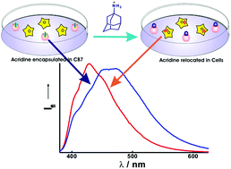 Graphical abstract: Modulation in the acidity constant of acridine dye with cucurbiturils: stimuli-responsive pKa tuning and dye relocation into live cells