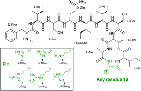 Graphical abstract: Synthesis and biological evaluation of novel teixobactin analogues