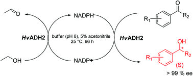 Graphical abstract: Extreme halophilic alcohol dehydrogenase mediated highly efficient syntheses of enantiopure aromatic alcohols