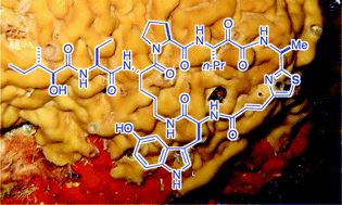 Graphical abstract: Cyclic azole-homologated peptides from Marine sponges