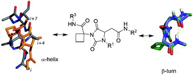 Graphical abstract: Design, synthesis, and conformational analysis of 3-cyclo-butylcarbamoyl hydantoins as novel hydrogen bond driven universal peptidomimetics