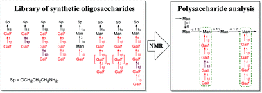 Graphical abstract: Synthesis of oligosaccharides related to galactomannans from Aspergillus fumigatus and their NMR spectral data