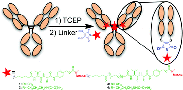 Graphical abstract: Impact of cathepsin B-sensitive triggers and hydrophilic linkers on in vitro efficacy of novel site-specific antibody–drug conjugates