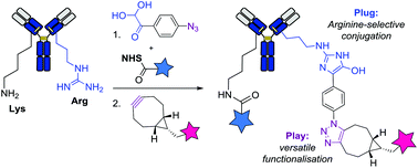 Graphical abstract: Arginine-selective bioconjugation with 4-azidophenyl glyoxal: application to the single and dual functionalisation of native antibodies