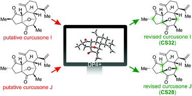 Graphical abstract: Structural revision of two unusual rhamnofolane diterpenes, curcusones I and J, by means of DFT calculations of NMR shifts and coupling constants