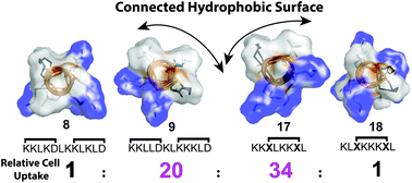 Graphical abstract: Contiguous hydrophobic and charged surface patches in short helix-constrained peptides drive cell permeability