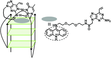 Graphical abstract: Alkylating probes for the G-quadruplex structure and evaluation of the properties of the alkylated G-quadruplex DNA