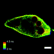 Graphical abstract: Fluorescence lifetime microscopy reveals the biologically-related photophysical heterogeneity of oxyblepharismin in light-adapted (blue) Blepharisma japonicum cells