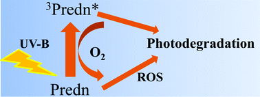 Graphical abstract: Photodegradation of prednisolone under UVB solar irradiation. Role of photogenerated ROS in the degradation mechanism