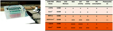 Graphical abstract: Physiological responses and toxin production of Microcystis aeruginosa in short-term exposure to solar UV radiation