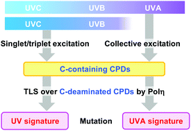 Graphical abstract: Mechanistic considerations on the wavelength-dependent variations of UVR genotoxicity and mutagenesis in skin: the discrimination of UVA-signature from UV-signature mutation