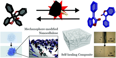 Graphical abstract: Dynamic covalent diarylbibenzofuranone-modified nanocellulose: mechanochromic behaviour and application in self-healing polymer composites