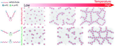 Graphical abstract: Positional isomeric effects of coupling agents on the temperature-induced gelation of triblock copolymer aqueous solutions