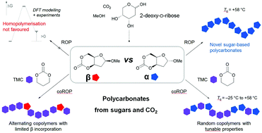 Graphical abstract: Polymers from sugars and CO2: ring-opening polymerisation and copolymerisation of cyclic carbonates derived from 2-deoxy-d-ribose