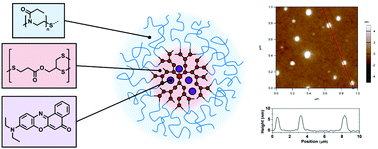 Graphical abstract: Well-defined hyperstar copolymers based on a thiol–yne hyperbranched core and a poly(2-oxazoline) shell for biomedical applications