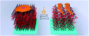 Graphical abstract: Light-responsive polymer brushes: active topographic cues for cell culture applications