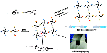 Graphical abstract: A pH, glucose, and dopamine triple-responsive, self-healable adhesive hydrogel formed by phenylborate–catechol complexation
