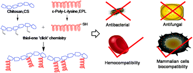 Graphical abstract: Cationic peptidopolysaccharides synthesized by ‘click’ chemistry with enhanced broad-spectrum antimicrobial activities