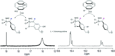 Graphical abstract: Mechanistic investigation of the ring opening metathesis polymerisation of alkoxy and alkyl substituted paracyclophanedienes