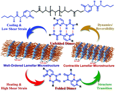 Graphical abstract: Dynamic supramolecular self-assembly: hydrogen bonding-induced contraction and extension of functional polymers