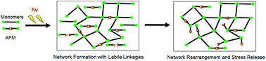 Graphical abstract: Application of an addition–fragmentation-chain transfer monomer in di(meth)acrylate network formation to reduce polymerization shrinkage stress