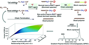 Graphical abstract: Determination and correlation of regioselectivity and dead dormant species from head addition in acrylate RAFT polymerization