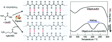 Graphical abstract: Chemoenzymatic synthesis of a peptide containing nylon monomer units for thermally processable peptide material application