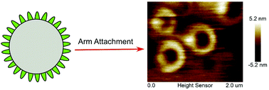 Graphical abstract: Hyperbranched polysiloxane with highly constrained rings and the effect of the attached arms on the assembly behavior