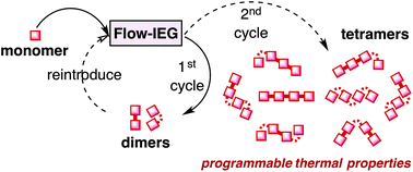 Graphical abstract: Flow-IEG enables programmable thermodynamic properties in sequence-defined unimolecular macromolecules