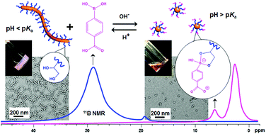 Graphical abstract: Stimulus-responsive block copolymer nano-objects and hydrogels via dynamic covalent chemistry