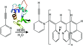 Graphical abstract: Lysozyme-catalyzed formation of a conjugated polyacetylene