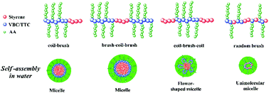 Graphical abstract: Synthesis and self-assembly of polystyrene-based diblock and triblock coil–brush copolymers