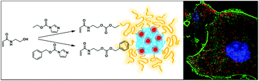 Graphical abstract: Acrylamides with hydrolytically labile carbonate ester side chains as versatile building blocks for well-defined block copolymer micelles via RAFT polymerization