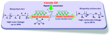 Graphical abstract: Rapid copolymerization of canola oil derived epoxide monomers with anhydrides and carbon dioxide (CO2)