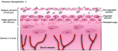 Graphical abstract: One-pot and gram-scale synthesis of biodegradable polyglycerols under ambient conditions: nanocarriers for intradermal drug delivery