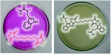 Graphical abstract: Investigation of the triazolinedione (TAD) reaction with tryptophan as a direct route to copolypeptide conjugation and cross-linking