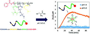 Graphical abstract: Polymers with acyl-protected perthiol chain termini as convenient building blocks for doubly responsive H2S-donating nanoparticles