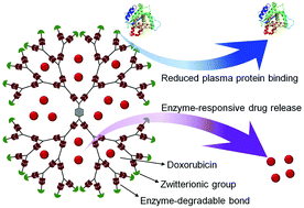 Graphical abstract: Synthesis of enzyme-responsive phosphoramidate dendrimers for cancer drug delivery