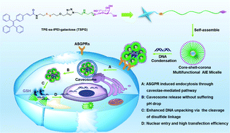 Graphical abstract: Self-assembled core–shell-corona multifunctional non-viral vector with AIE property for efficient hepatocyte-targeting gene delivery