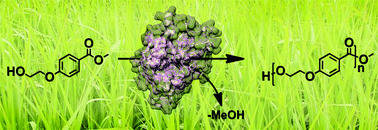 Graphical abstract: Enzymatic approach for the synthesis of biobased aromatic–aliphatic oligo-/polyesters