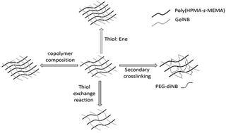 Graphical abstract: Gelatin based dynamic hydrogels via thiol–norbornene reactions