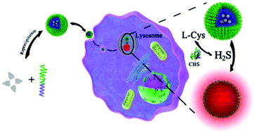 Graphical abstract: Selective visualization of endogenous hydrogen sulfide in lysosomes using aggregation induced emission dots