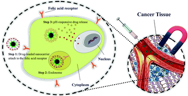 Graphical abstract: Co-delivery of doxorubicin and methotrexate by dendritic chitosan-g-mPEG as a magnetic nanocarrier for multi-drug delivery in combination chemotherapy