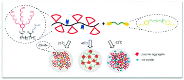 Graphical abstract: Stimuli-responsive dendronized polymeric hydrogels through Schiff-base chemistry showing remarkable topological effects