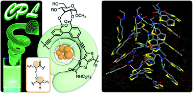 Graphical abstract: Synthesis of a helical π-conjugated polymer with a dynamic hydrogen-bonded network in the helical cavity and its circularly polarized luminescence properties