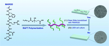 Graphical abstract: RAFT polymerization of a RGD peptide-based methacrylamide monomer for cell adhesion