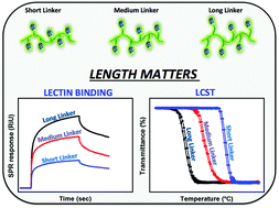 Graphical abstract: The effect of linker length on ConA and DC-SIGN binding of S-glucosyl functionalized poly(2-oxazoline)s