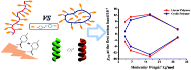 Graphical abstract: Supramolecular chirality induced by chiral solvation in achiral cyclic Azo-containing polymers: topological effects on chiral aggregation