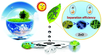 Graphical abstract: Insights into the structure-induced catalysis dependence of simply engineered one-dimensional zinc oxide nanocrystals towards photocatalytic water purification